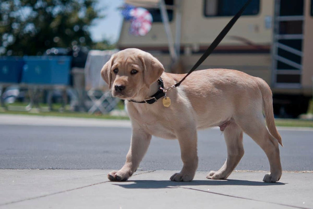 How Long Should You Walk Your Dog Daily